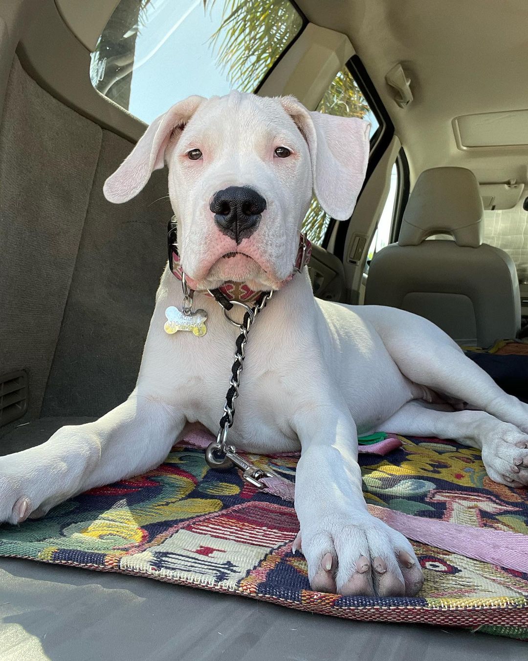 Dogo Argentino